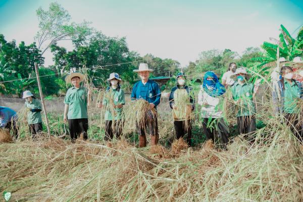 กิจกรรมการเรียนการสอนร่วมเกี่ยวข้าว